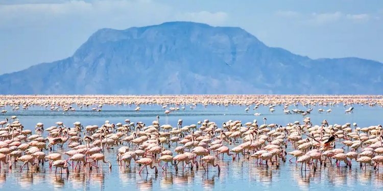 Liqeni misterioz në Tanzani që “kthen” kafshët në gurë – bukuri e frikshme natyrore