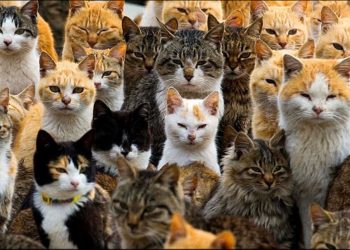 Nga Afrika e Veriut në Evropë: Udhëtimi 2 mijëvjeçar i maces shtëpiake