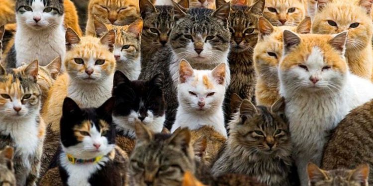 Nga Afrika e Veriut në Evropë: Udhëtimi 2 mijëvjeçar i maces shtëpiake