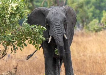 Treni me shpejtësi të lartë përplas për vdekje 7 elefantë në verilindje të Indisë