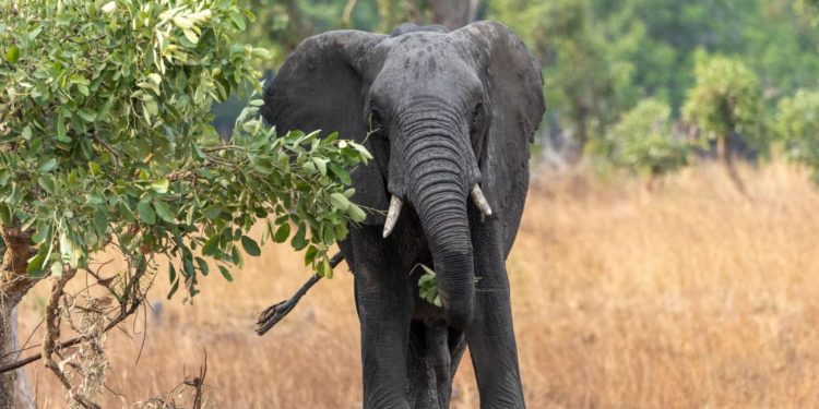 Treni me shpejtësi të lartë përplas për vdekje 7 elefantë në verilindje të Indisë