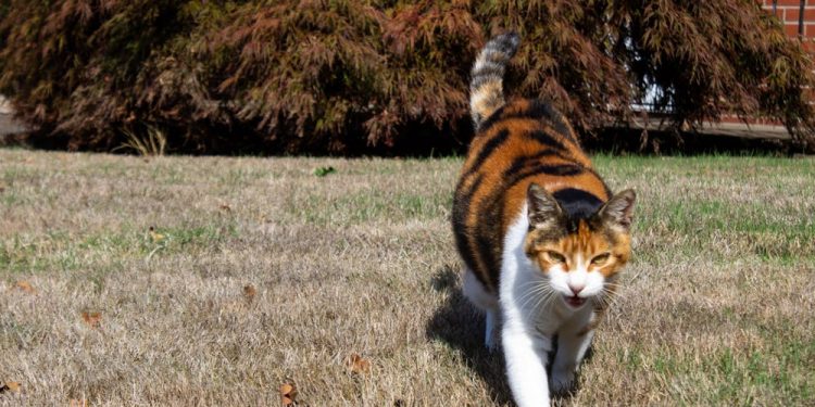Debati për jashtëqitjet e maceve përfundon në Gjykatën e Lartë pas ankesave të fqinjëve për erë të keqe