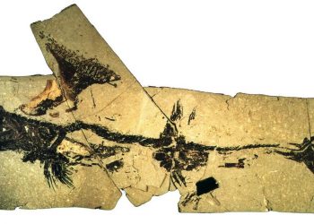 Peshkaqeni prehistorik i zbuluar në periferi të Glasgout: historia e jashtëzakonshme e fosilit