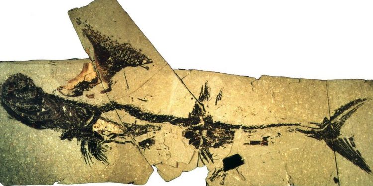 Peshkaqeni prehistorik i zbuluar në periferi të Glasgout: historia e jashtëzakonshme e fosilit