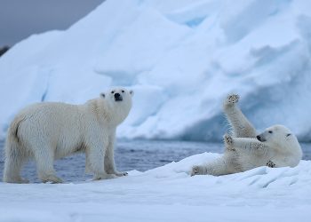 Si po përshtatet ADN-ja e arinjve polarë me ngrohjen globale