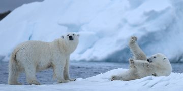 Si po përshtatet ADN-ja e arinjve polarë me ngrohjen globale