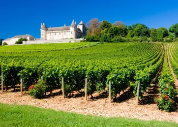 “Krenaria franceze” në rënie: prodhuesit e verës kërkojnë shpëtim