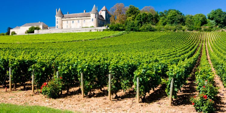 “Krenaria franceze” në rënie: prodhuesit e verës kërkojnë shpëtim