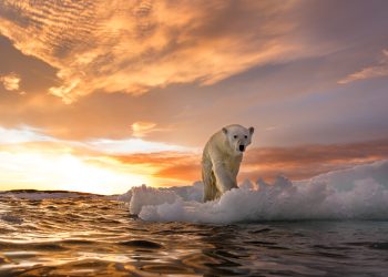 Arinjtë polarë në ishujt norvegjezë më të shëndetshëm, pavarësisht humbjes së akullit