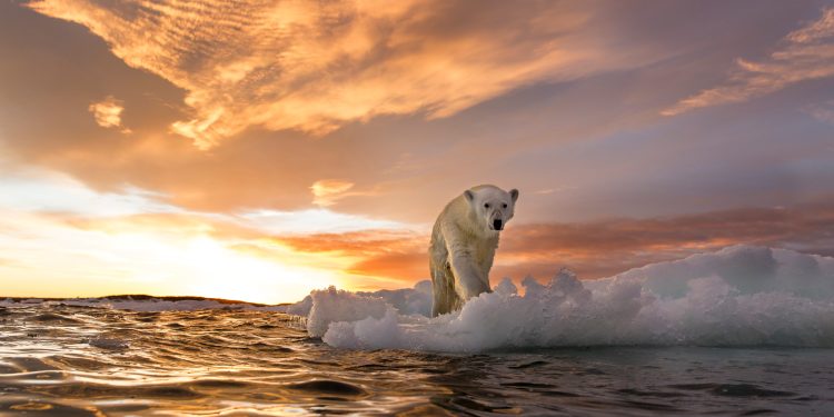 Arinjtë polarë në ishujt norvegjezë më të shëndetshëm, pavarësisht humbjes së akullit