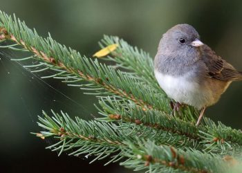 Pandemia ndryshoi natyrën para syve tanë