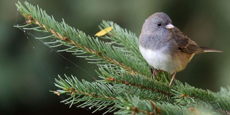 Pandemia ndryshoi natyrën para syve tanë