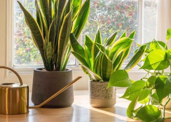 Ku ta vendosësh lulen “shpatore” për mbrojtje dhe energji pozitive – sipas Feng Shui-t