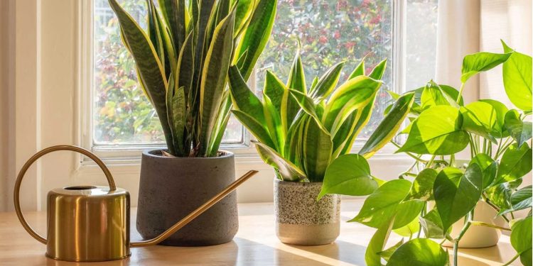 Ku ta vendosësh lulen “shpatore” për mbrojtje dhe energji pozitive – sipas Feng Shui-t