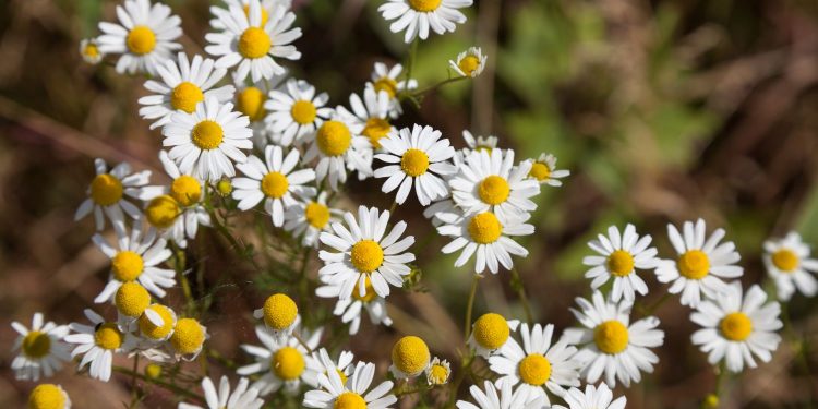 Bima që ul tensionin dhe të ndihmon të flesh më mirë