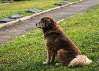 Brazili lejon varrosjen e kafshëve shtëpiake në varret familjare