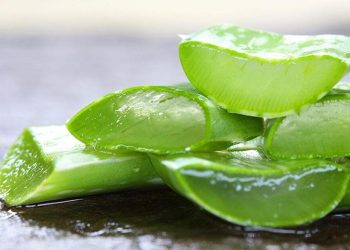 Studimi i ri: Aloe vera mund të ndihmojë në luftën kundër Alzheimerit, por shkencëtarët kërkojnë kujdes