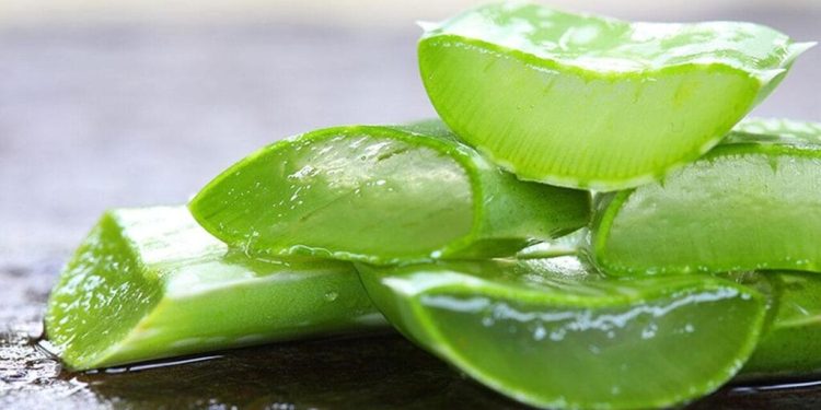 Studimi i ri: Aloe vera mund të ndihmojë në luftën kundër Alzheimerit, por shkencëtarët kërkojnë kujdes