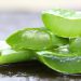 Studimi i ri: Aloe vera mund të ndihmojë në luftën kundër Alzheimerit, por shkencëtarët kërkojnë kujdes
