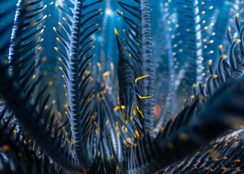 Korale “magjike”, miza që pushtojnë qiellin dhe një merimangë grabitqare – shpallen fituesit e “Fotografi i Vitit nga Afër”