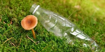 Kërpudha – alternativa që sfidon plastikën dhe drurin