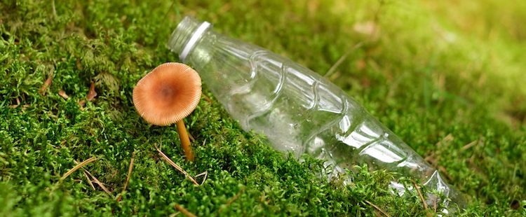 Kërpudha – alternativa që sfidon plastikën dhe drurin