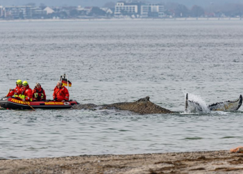Në garë me kohën dhe dallgët: përpjekja dramatike për të shpëtuar balenën gjigante në Baltik