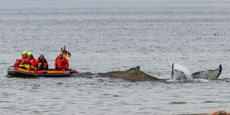 Në garë me kohën dhe dallgët: përpjekja dramatike për të shpëtuar balenën gjigante në Baltik