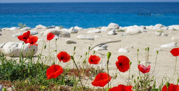 29 vite nga Tragjedia e Otrantos: kujtesë për 81 jetë të humbura në det