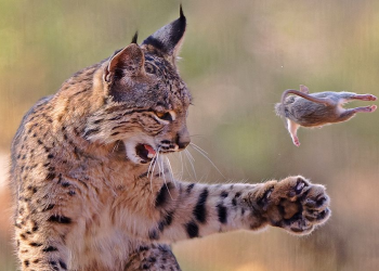 Rrëqebulli “lozonjar” që mahniti botën fiton çmimin e fotografisë së vitit