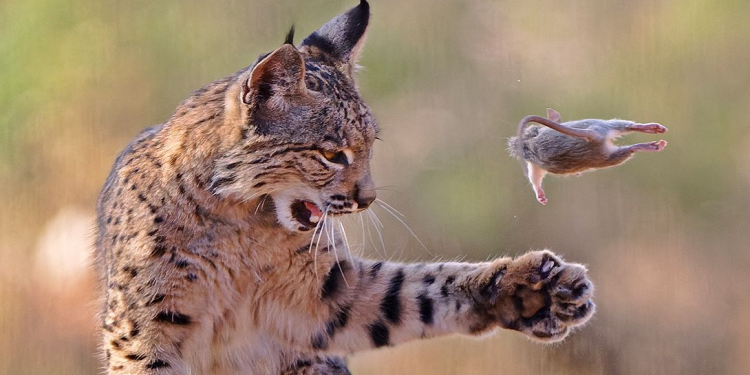 Rrëqebulli “lozonjar” që mahniti botën fiton çmimin e fotografisë së vitit