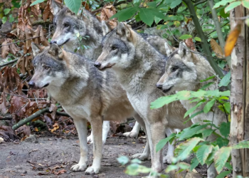 Kur tufa kthehet kundër vetes: vendimi ekstrem për ujqërit në Angli