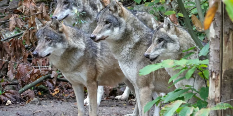 Kur tufa kthehet kundër vetes: vendimi ekstrem për ujqërit në Angli