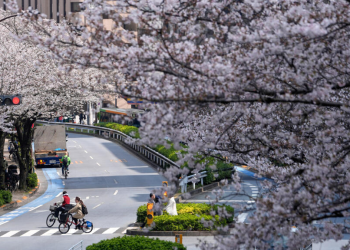 Japonia zhytet në javën më të bukur të pranverës
