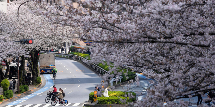 Japonia zhytet në javën më të bukur të pranverës