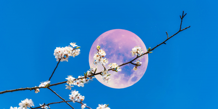 “Hëna rozë” e prillit ndriçon qiellin këtë javë – por nuk është vërtet rozë