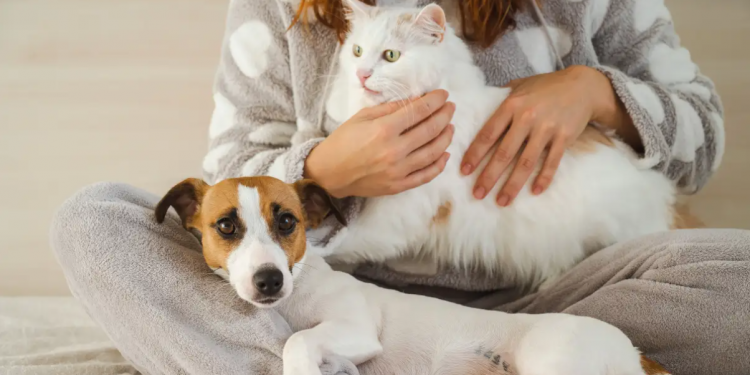 Studimi i ri: A i bëjnë kafshët shtëpiake pronarët më të lumtur? Jo domosdoshmërisht