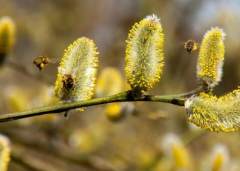 Ngrohja globale po zgjat sezonin e alergjive: gjithnjë e më shumë fëmijë preken nga poleni
