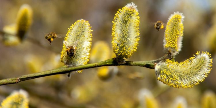 Ngrohja globale po zgjat sezonin e alergjive: gjithnjë e më shumë fëmijë preken nga poleni