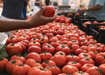 Domatja bëhet luks: çmimet “fluturojnë” në treg