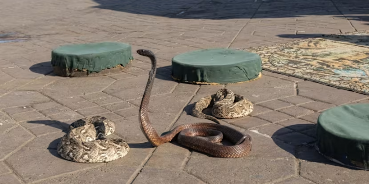 Tragjedi në Egjipt: Turisti gjerman humb jetën pasi gjarpri i futet në pantallona gjatë një shfaqjeje