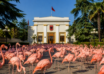 Seanca dinake: Pse Kuvendi mblidhet kur nuk ka “punë”? Ushtria parlamentare rreng ushtrisë sё “Flamingove”