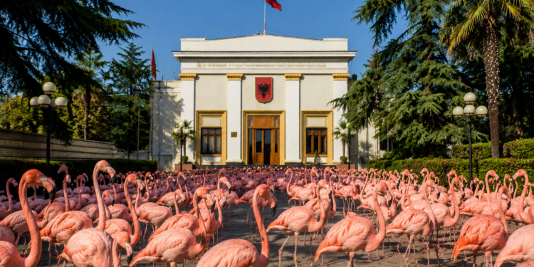 Seanca dinake: Pse Kuvendi mblidhet kur nuk ka “punë”? Ushtria parlamentare rreng ushtrisë sё “Flamingove”