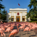 Seanca dinake: Pse Kuvendi mblidhet kur nuk ka “punë”? Ushtria parlamentare rreng ushtrisë sё “Flamingove”